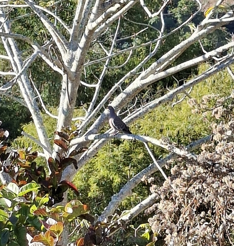Picazuro Pigeon