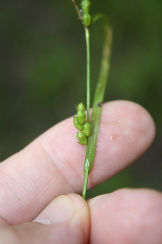 prune-fruit sedge (Carex corrugata)