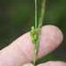 Prune-fruit Sedge - Photo (c) J. Kevin England, all rights reserved, uploaded by J. Kevin England