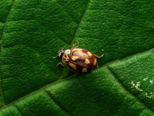 10-spot Ladybird