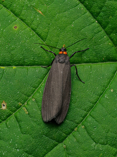 Red-necked Footman