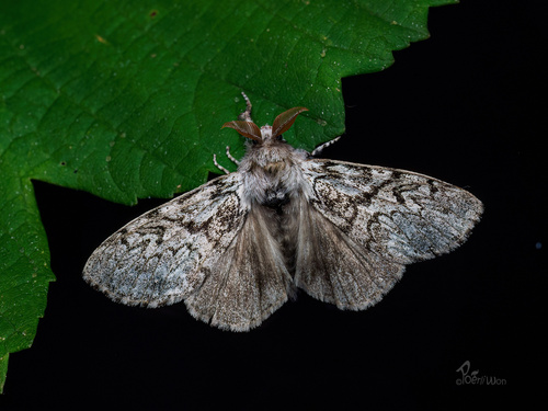 Calliteara abietis