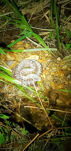 Short-tailed Mamushi