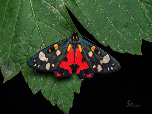 Scarlet Tiger