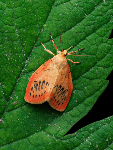 Rosy Footman