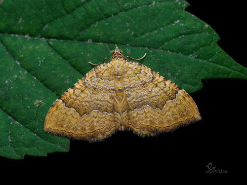 Yellow Shell Moth