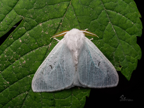 Black V Moth