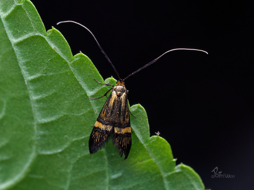 Yellow-barred Longhorn