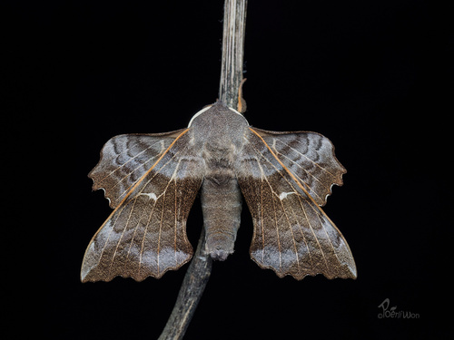 Poplar Hawkmoth