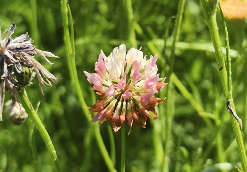 Alsike clover