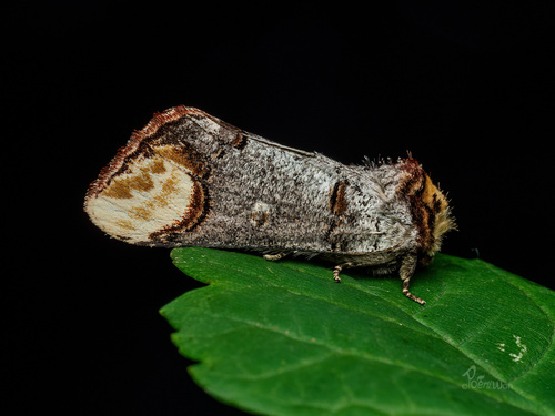 Buff-tip