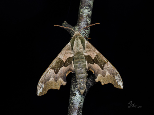 Lime Hawkmoth