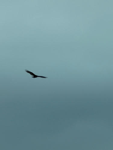 Turkey Vulture