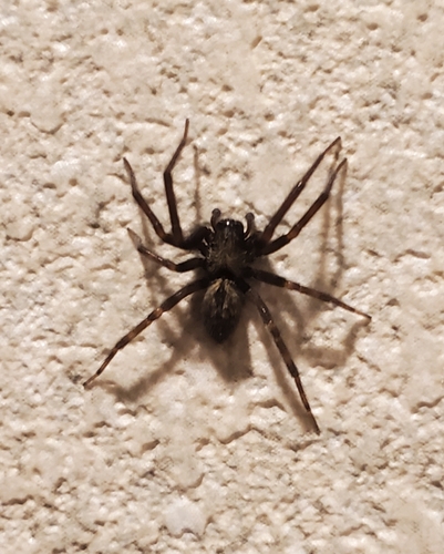 Thanatus miniaceus