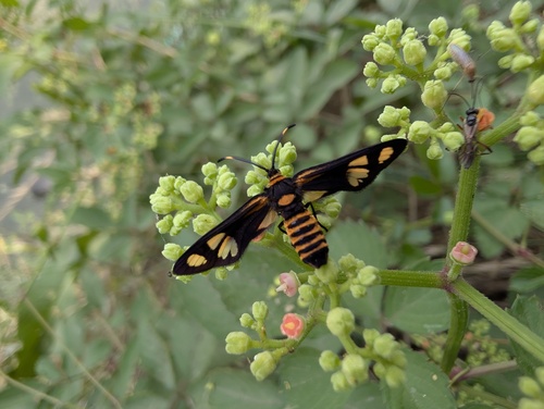 Thyrassia penangae