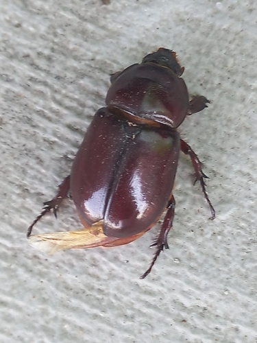 European Rhinoceros Beetle
