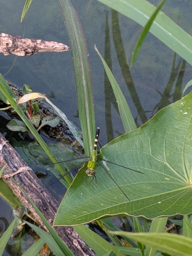 Eastern Pondhawk