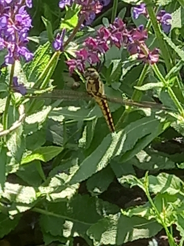 Black-tailed Skimmer