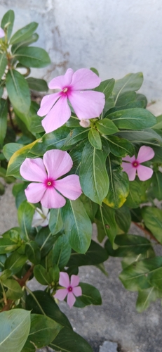 Madagascar Periwinkle