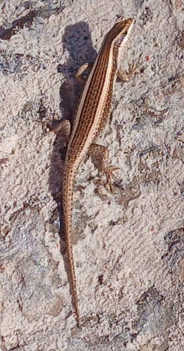 African Striped Skink