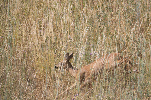 Western Roe Deer