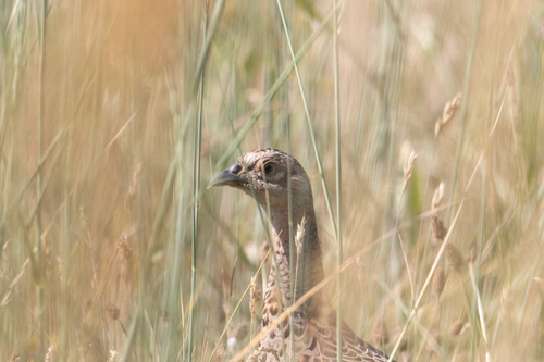 Ring-necked Pheasant