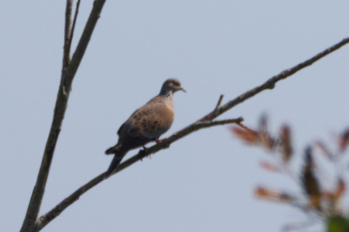 European Turtle-Dove