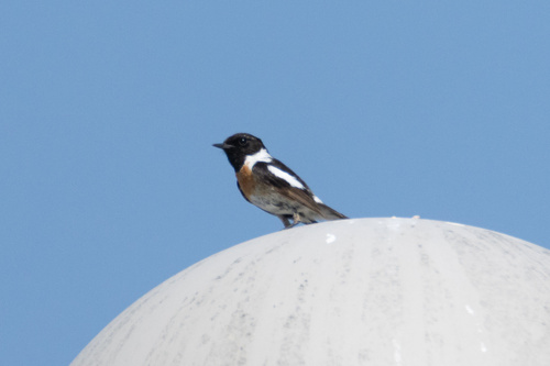 European Stonechat
