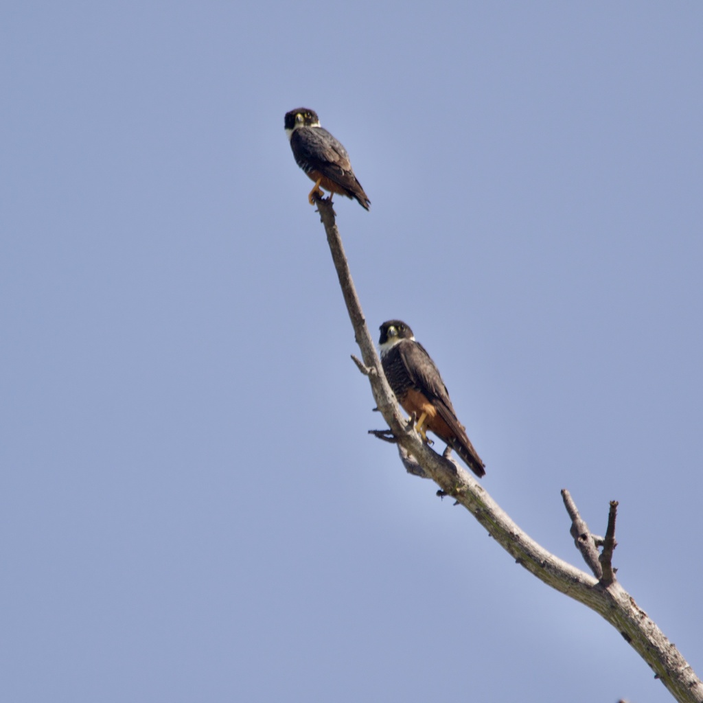 Bat Falcon from Nicoya, Guanacaste, CR on April 20, 2020 at 09:19 AM by