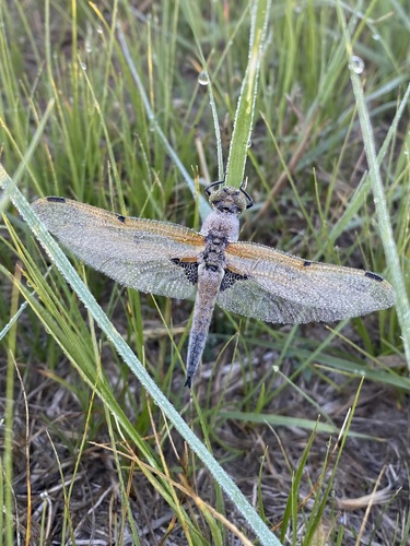 Four-spotted Skimmer