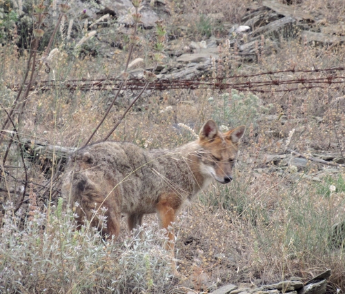Golden Jackal