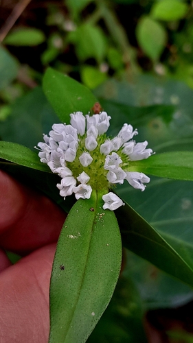 Spermacoce scabiosoides