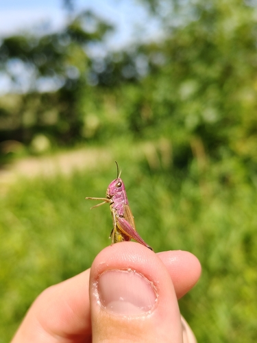 Meadow Grasshopper