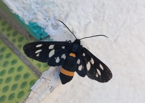 Nine-spotted Moth
