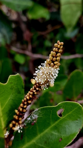 Sapium glandulosum