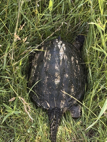 Common Snapping Turtle