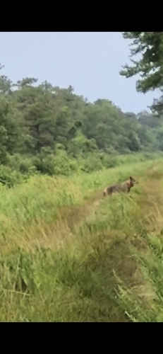 Red Wolf observed by dustin18393