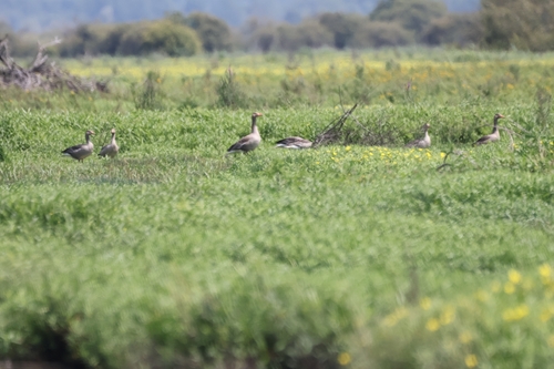 Greylag Goose