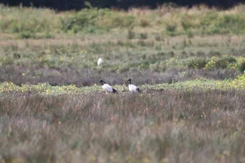 African Sacred Ibis
