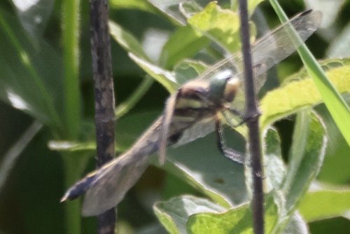 White-tailed Skimmer