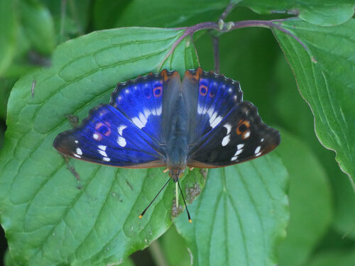 Lesser Purple Emperor