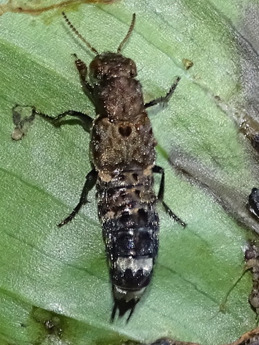 greyish chequered rove beetle