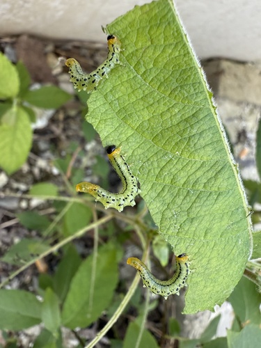 Lesser Willow Sawfly
