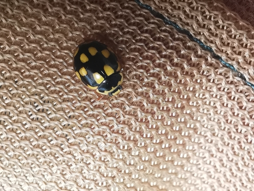 Fourteen-spotted Lady Beetle