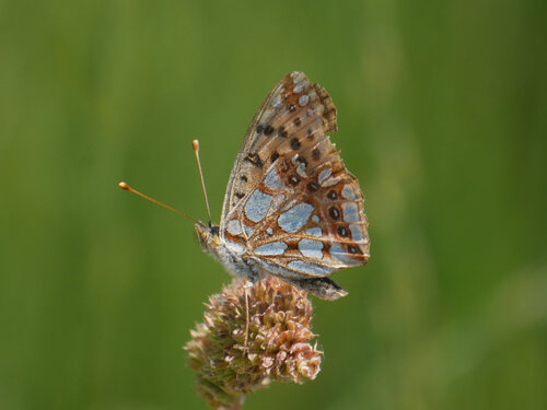 Queen of Spain Fritillary