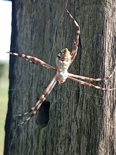 Silver Garden Orbweaver