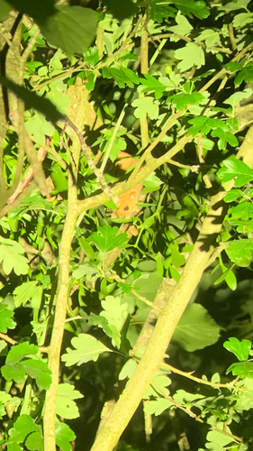 Hazel Dormouse