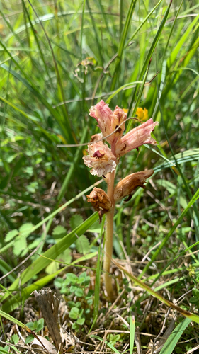 Thyme Broomrape