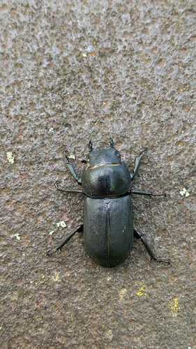 Lesser Stag Beetle