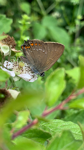Ilex Hairstreak